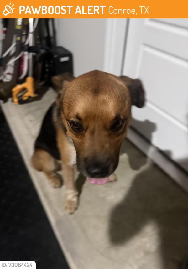 Found/Stray Male Dog last seen Avalon and Nickell Back Dr, Conroe, TX 77301