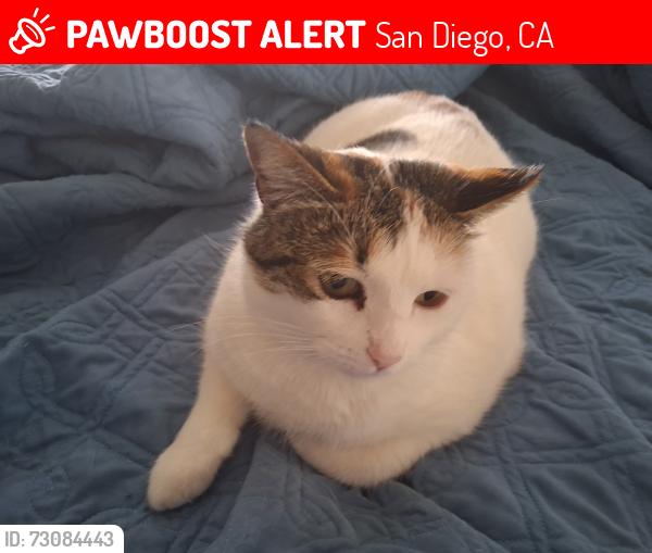 Lost Female Cat last seen compass point dr s and Westview Parkway, San Diego, CA 92126