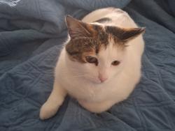 Lost Female Cat last seen compass point dr s and Westview Parkway, San Diego, CA 92126