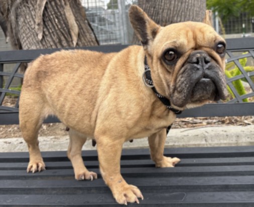 Shelter Stray Female Dog last seen , 957 N Gaffey St, San Pedro, CA 90731, USA