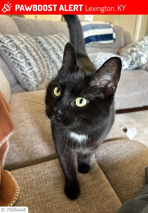 Lost Female Cat last seen Newtown pike, Lexington, KY 40511