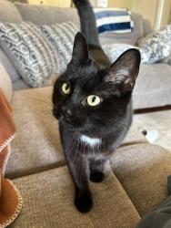 Lost Female Cat last seen Newtown pike, Lexington, KY 40511