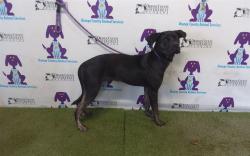 Shelter Stray Female Dog last seen Near BLOCK, 2769 Conroy Rd, Orlando, FL 32839, USA