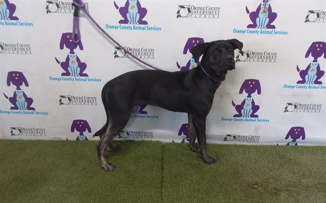 Shelter Stray Female Dog last seen Near BLOCK, 2769 Conroy Rd, Orlando, FL 32839, USA