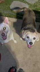 Found/Stray Unknown Dog last seen Quail Sky, San Antonio, TX 78250