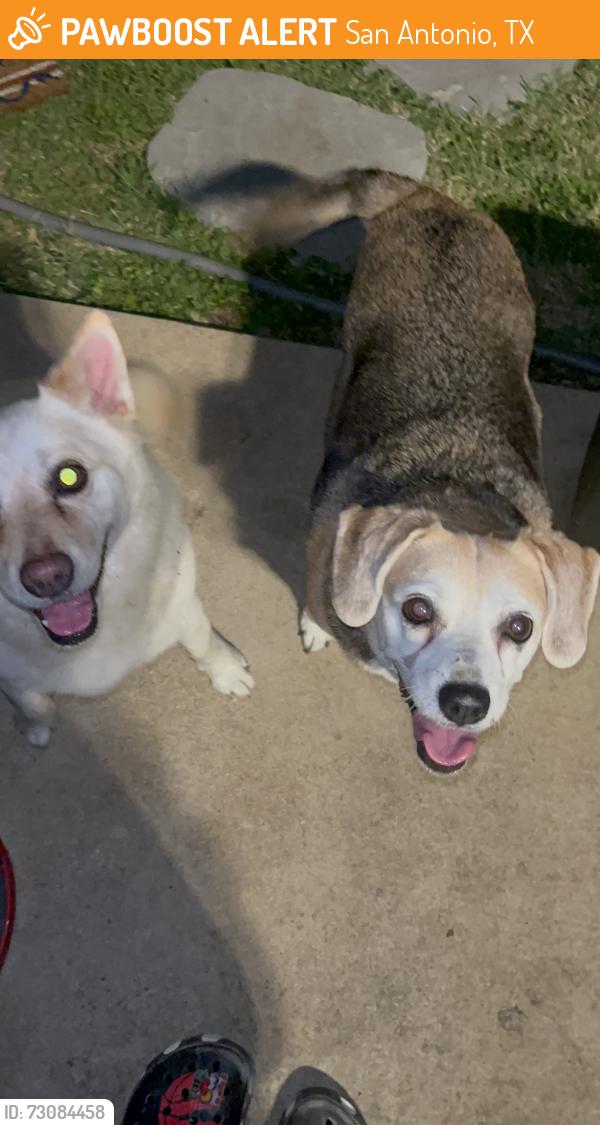 Found/Stray Unknown Dog last seen Quail Sky, San Antonio, TX 78250