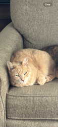Lost Female Cat last seen Ridge Rd & Rt 25, North Aurora, IL 60542