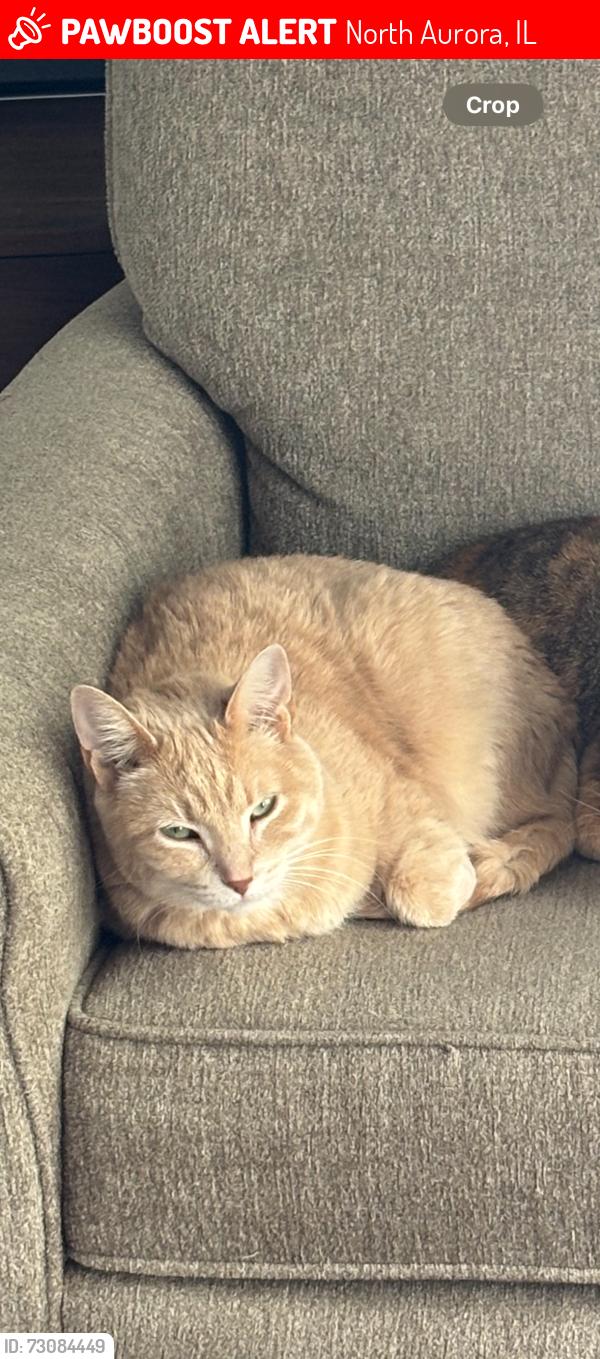 Lost Female Cat last seen Ridge Rd & Rt 25, North Aurora, IL 60542