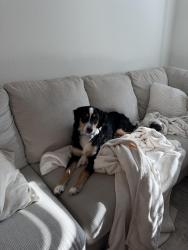 Reunited Male Dog last seen Hwy 75 and 91, Denison, TX 75020