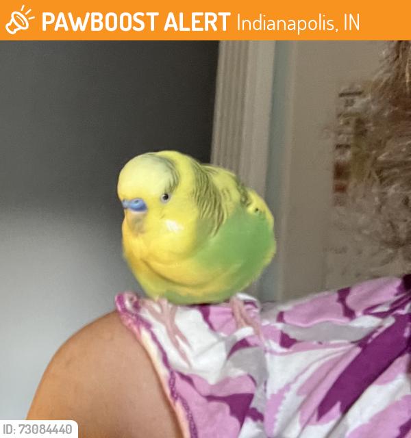 Found/Stray Male Bird last seen Simien Road & Kit Drive, Indianapolis, IN 46237