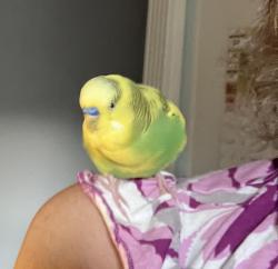 Found/Stray Male Bird last seen Simien Road & Kit Drive, Indianapolis, IN 46237