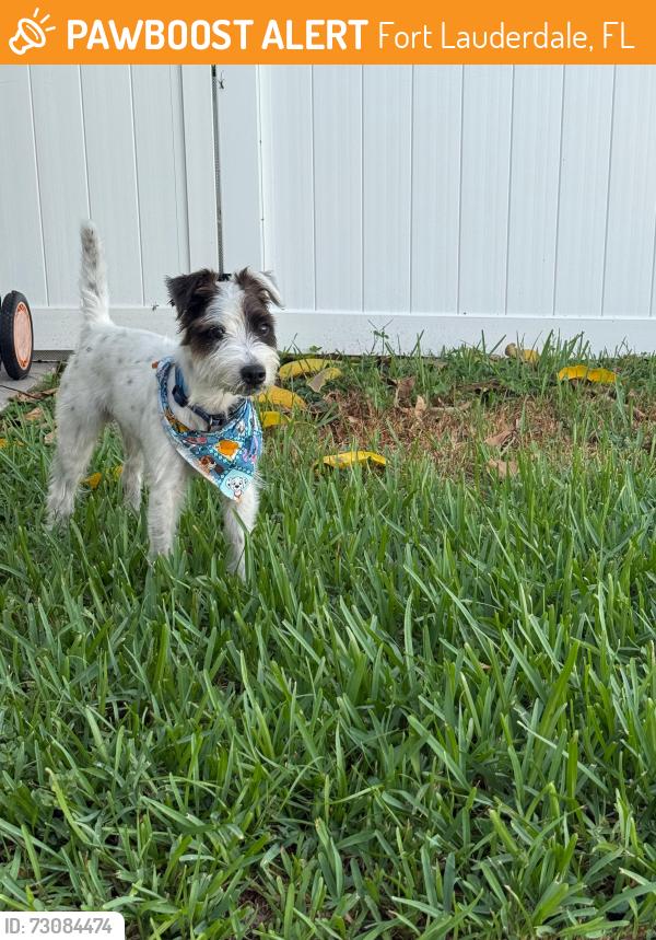 Found/Stray Male Dog last seen Near LMC, Fort Lauderdale, FL 33315