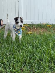 Found/Stray Male Dog last seen Near LMC, Fort Lauderdale, FL 33315