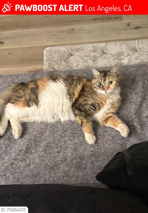 Lost Female Cat last seen Harbor city elementary school, Los Angeles, CA 90710