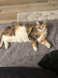 Lost Female Cat last seen Harbor city elementary school, Los Angeles, CA 90710