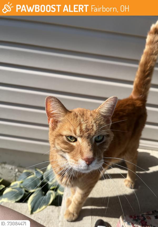 Found/Stray Unknown Cat last seen Spyglass Court and Stonehaven Court, Fairborn, OH 45324