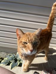 Found/Stray Unknown Cat last seen Spyglass Court and Stonehaven Court, Fairborn, OH 45324