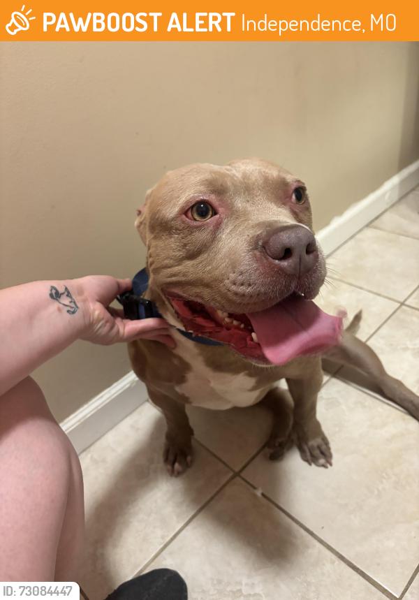 Found/Stray Male Dog last seen 23rd and lees summit rd, Independence, MO 64055