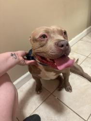 Found/Stray Male Dog last seen 23rd and lees summit rd, Independence, MO 64055