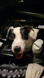 Found/Stray Female Dog last seen east harrel and 68, Oak Ridge, NC 27310