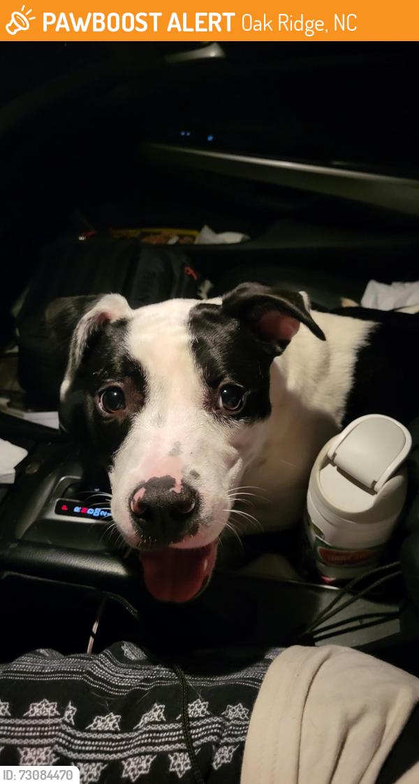 Found/Stray Female Dog last seen east harrel and 68, Oak Ridge, NC 27310