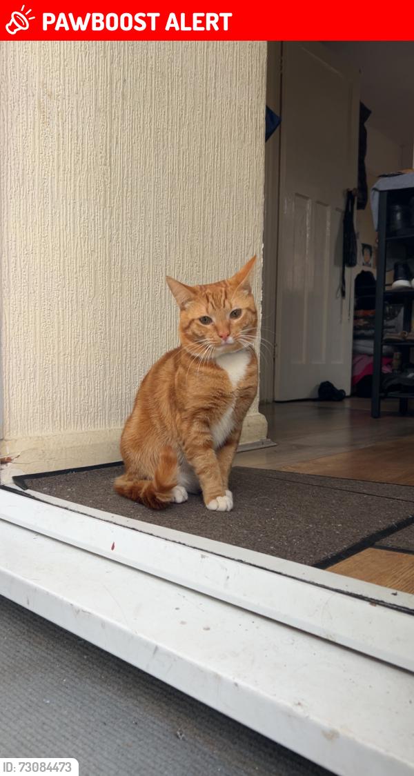 Lost Male Cat last seen 2a colyton close, Greater London, England HA0 2HG