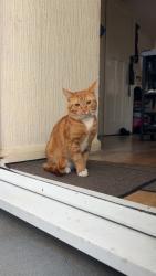 Lost Male Cat last seen 2a colyton close, Greater London, England HA0 2HG