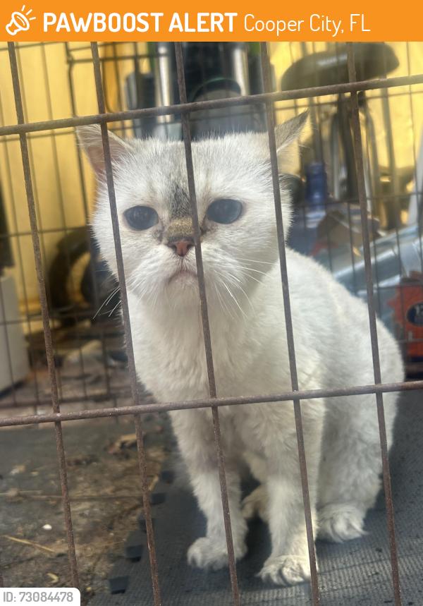 Found/Stray Unknown Cat last seen Tin cup, Cooper City, FL 33328
