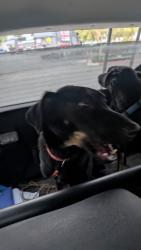 Found/Stray Unknown Dog last seen Arrow and Vincent, Irwindale, CA 91706