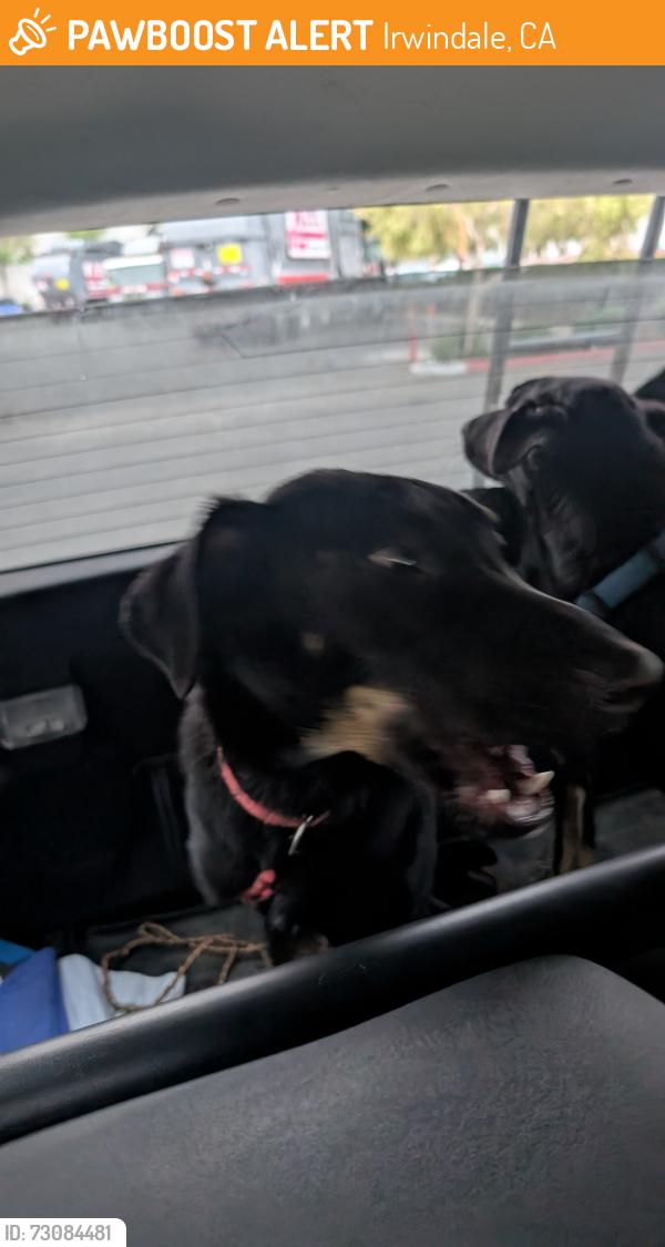 Found/Stray Unknown Dog last seen Arrow and Vincent, Irwindale, CA 91706