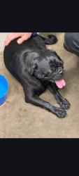 Reunited Unknown Dog last seen Gator Trace , Fort Pierce, FL 34982