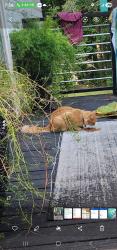 Found/Stray Male Cat last seen Radio rd Taylorsville nc, Taylorsville, NC 28681
