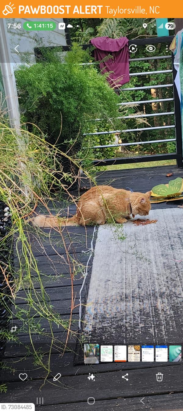 Found/Stray Male Cat last seen Radio rd Taylorsville nc, Taylorsville, NC 28681