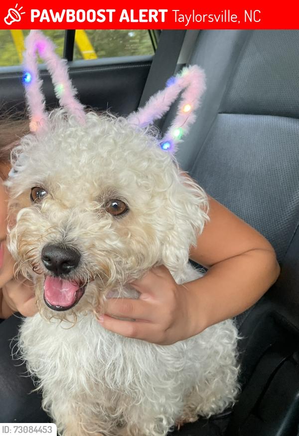 Lost Male Dog last seen Near mount olive church road , russel gap, Taylorsville, NC 28681