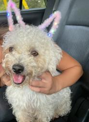 Lost Male Dog last seen Near mount olive church road , russel gap, Taylorsville, NC 28681