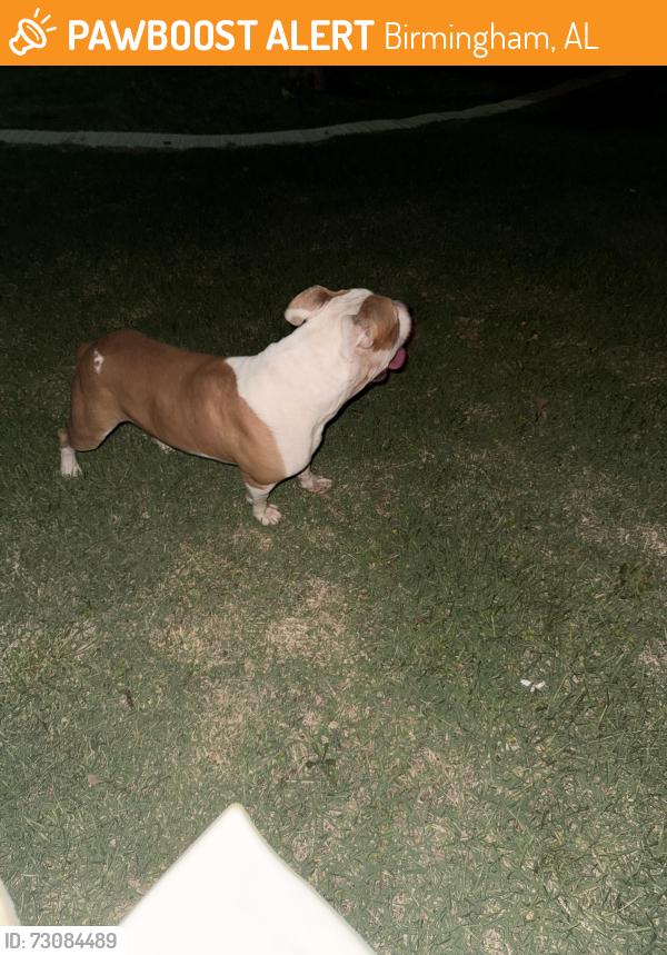 Found/Stray Male Dog last seen Westridge Dr & Sweetwater Cir, Birmingham, AL 35235