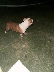 Found/Stray Male Dog last seen Westridge Dr & Sweetwater Cir, Birmingham, AL 35235