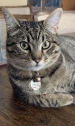 Lost Male Cat last seen Blue diamond and Fort Apache, Las Vegas, NV 89178