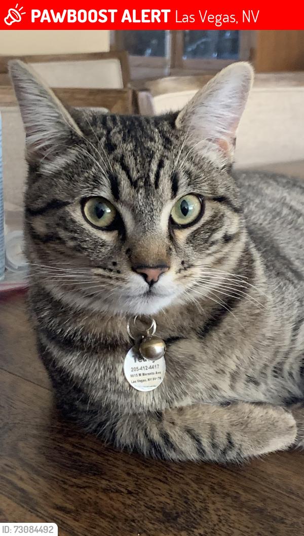 Lost Male Cat last seen Blue diamond and Fort Apache, Las Vegas, NV 89178