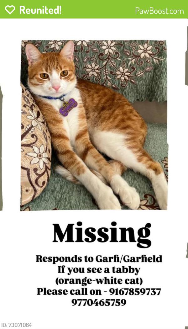 Reunited Male Cat last seen Near The Piano Man, Safdargunj Enclave , New Delhi, DL 110029