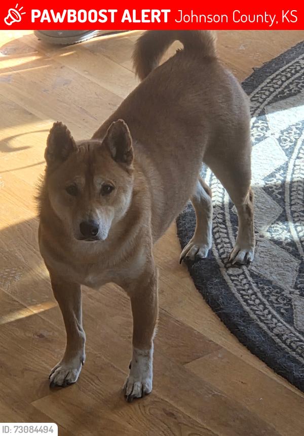 Lost Male Dog last seen 175th st & Lone Elm Olathe’s ks, Johnson County, KS 66062