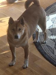 Lost Male Dog last seen 175th st & Lone Elm Olathe’s ks, Johnson County, KS 66062