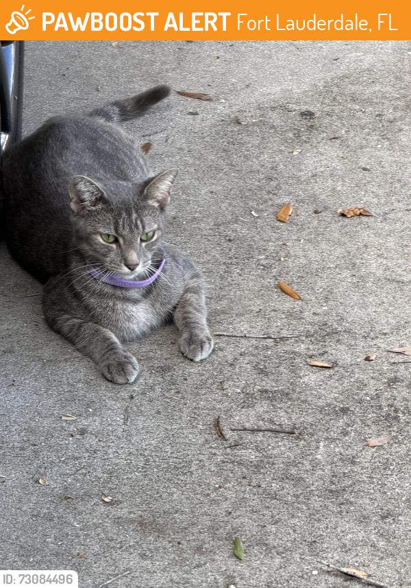 Found/Stray Female Cat last seen Near /31st, Fort Lauderdale, FL 33315