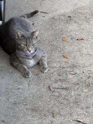 Found/Stray Female Cat last seen Near /31st, Fort Lauderdale, FL 33315