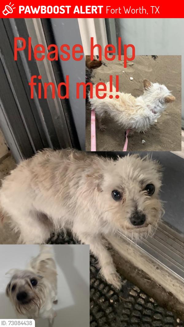 Lost Female Dog last seen Patricia park on granbury, Fort Worth, TX 76133