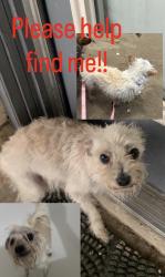 Lost Female Dog last seen Patricia park on granbury, Fort Worth, TX 76133