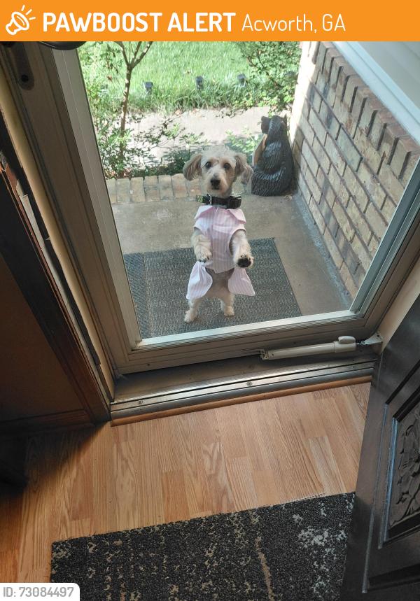 Found/Stray Female Dog last seen Dogwood lane, Acworth, GA 30102