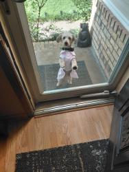 Found/Stray Female Dog last seen Dogwood lane, Acworth, GA 30102