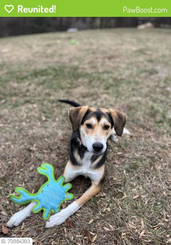 Reunited Female Dog last seen Near N Belvidere Avenue, York PA , York, PA 17401