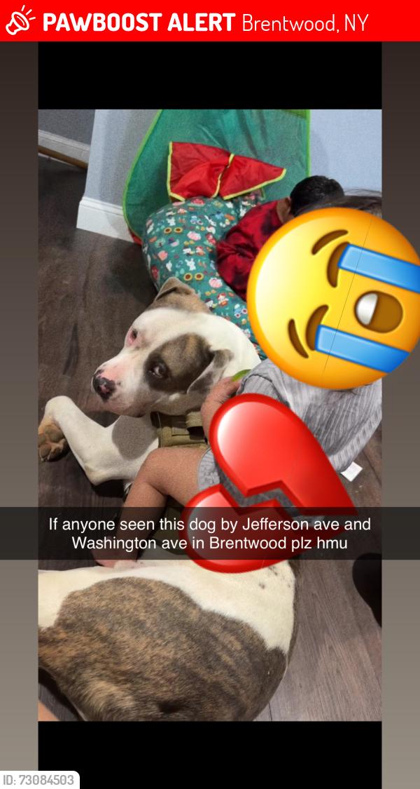 Lost Male Dog last seen Jefferson ave, Brentwood, NY 11717